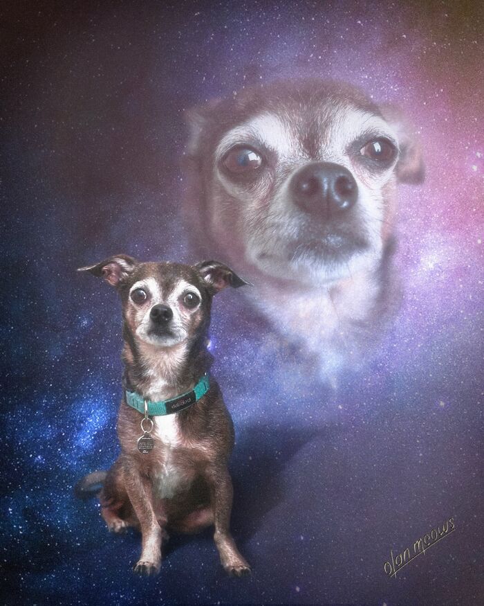 These Artists Give People’s Pets The Hilarious Over-The-Top ’80s Portrait Treatment (49 Pics) These Artists Give People’s Pets The Hilarious Over-The-Top ’80s Portrait Treatment (49 Pics)