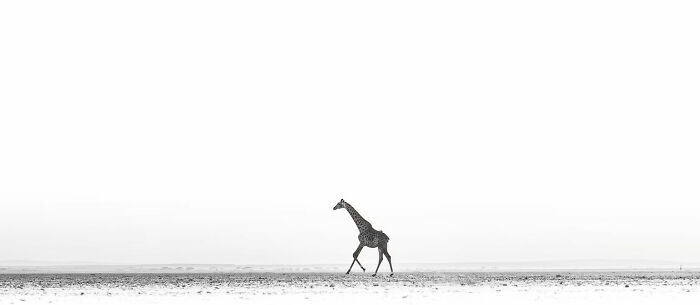 The Artist Gallery’s 2026 Minimalist Photography Contest Celebrates The Beauty Of Simplicity (25 Pics) The Artist Gallery’s 2026 Minimalist Photography Contest Celebrates The Beauty Of Simplicity (25 Pics)