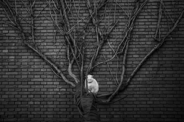 40 Images Shared By The Pure Street Photography Awards That Capture Life At Its Most Unexpected 40 Images Shared By The Pure Street Photography Awards That Capture Life At Its Most Unexpected