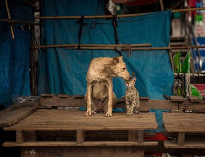 23 Street Cat Photos That Might Melt Your Heart By Guru Charan (New Pics) 23 Street Cat Photos That Might Melt Your Heart By Guru Charan (New Pics)