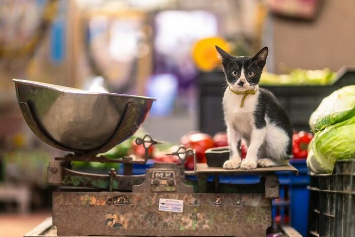 23 Street Cat Photos That Might Melt Your Heart By Guru Charan (New Pics) 23 Street Cat Photos That Might Melt Your Heart By Guru Charan (New Pics)