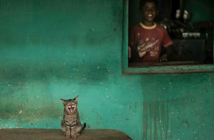 23 Street Cat Photos That Might Melt Your Heart By Guru Charan (New Pics) 23 Street Cat Photos That Might Melt Your Heart By Guru Charan (New Pics)