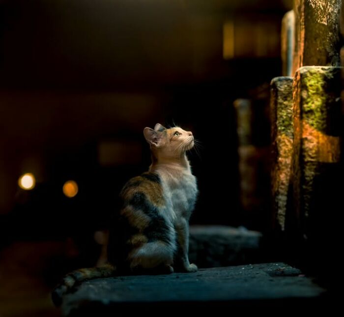 23 Street Cat Photos That Might Melt Your Heart By Guru Charan (New Pics) 23 Street Cat Photos That Might Melt Your Heart By Guru Charan (New Pics)