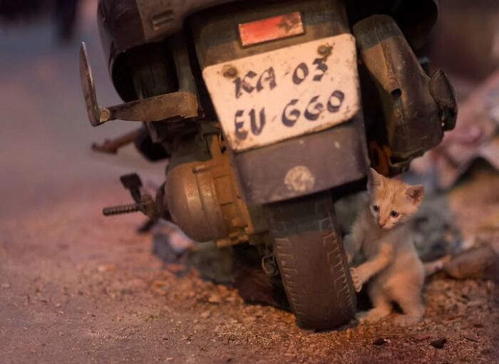 23 Street Cat Photos That Might Melt Your Heart By Guru Charan (New Pics) 23 Street Cat Photos That Might Melt Your Heart By Guru Charan (New Pics)