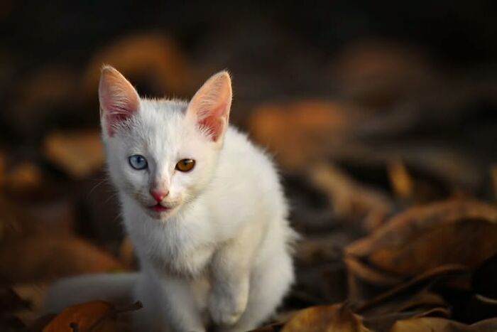 23 Street Cat Photos That Might Melt Your Heart By Guru Charan (New Pics) 23 Street Cat Photos That Might Melt Your Heart By Guru Charan (New Pics)