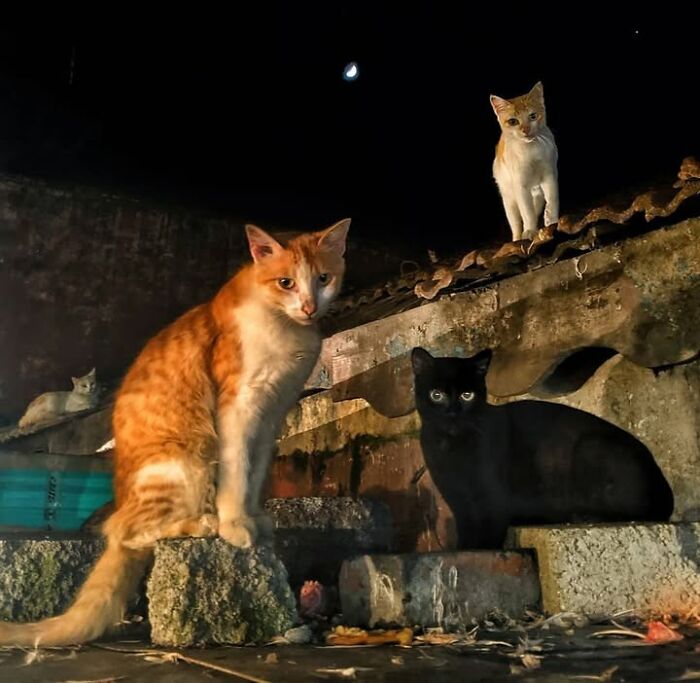 23 Street Cat Photos That Might Melt Your Heart By Guru Charan (New Pics) 23 Street Cat Photos That Might Melt Your Heart By Guru Charan (New Pics)