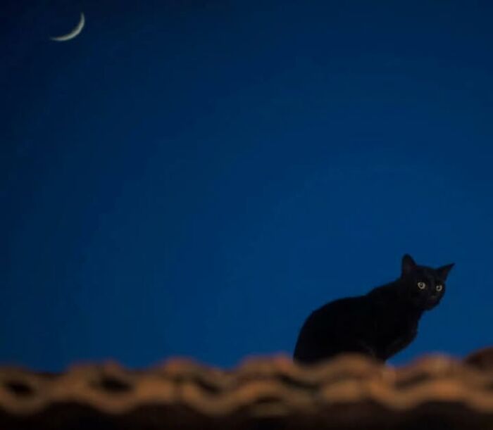 23 Street Cat Photos That Might Melt Your Heart By Guru Charan (New Pics) 23 Street Cat Photos That Might Melt Your Heart By Guru Charan (New Pics)