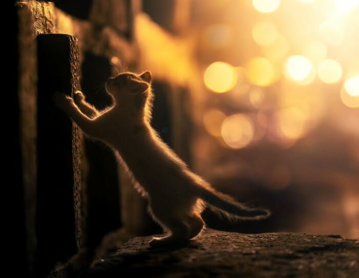 23 Street Cat Photos That Might Melt Your Heart By Guru Charan (New Pics) 23 Street Cat Photos That Might Melt Your Heart By Guru Charan (New Pics)