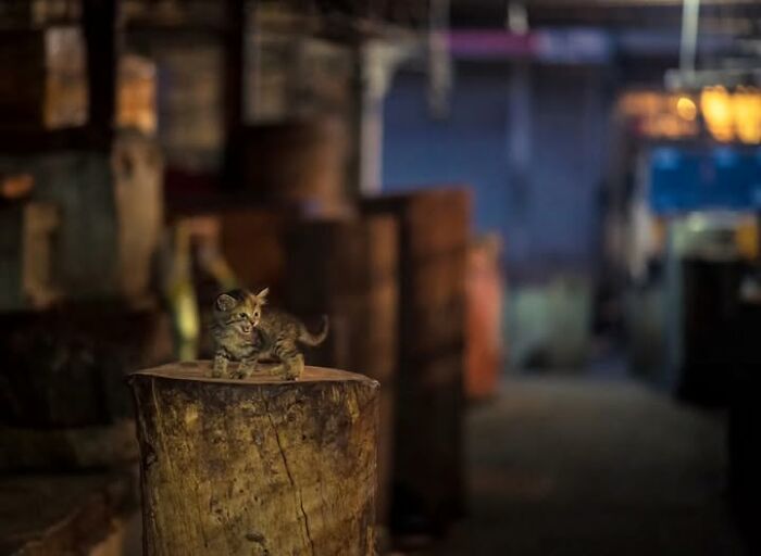 23 Street Cat Photos That Might Melt Your Heart By Guru Charan (New Pics) 23 Street Cat Photos That Might Melt Your Heart By Guru Charan (New Pics)