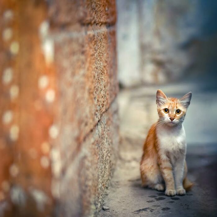 23 Street Cat Photos That Might Melt Your Heart By Guru Charan (New Pics) 23 Street Cat Photos That Might Melt Your Heart By Guru Charan (New Pics)