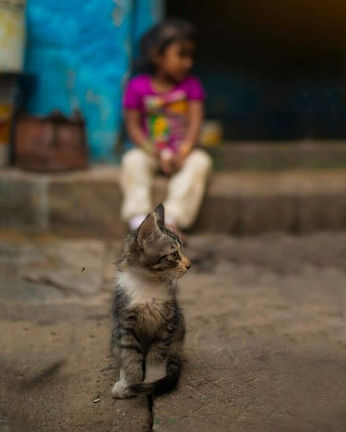 23 Street Cat Photos That Might Melt Your Heart By Guru Charan (New Pics) 23 Street Cat Photos That Might Melt Your Heart By Guru Charan (New Pics)