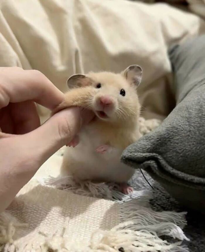 25 New Funny Animal Encounters Shared By This Page That Would Sound Fake If Not Caught On Camera
