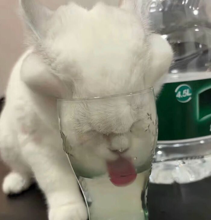25 New Funny Animal Encounters Shared By This Page That Would Sound Fake If Not Caught On Camera