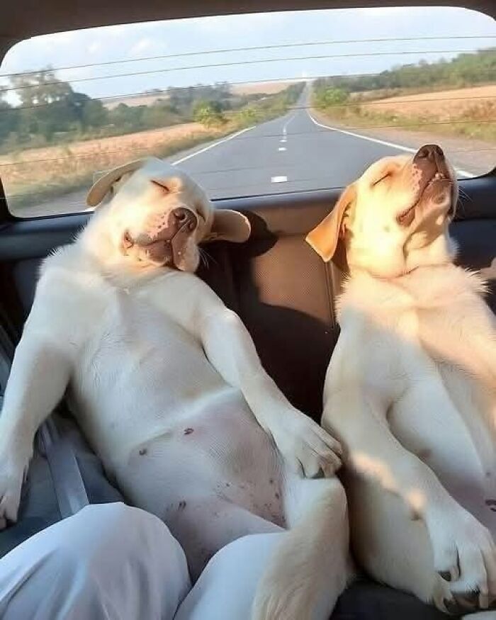25 New Funny Animal Encounters Shared By This Page That Would Sound Fake If Not Caught On Camera