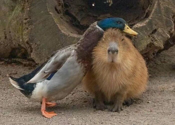 25 New Funny Animal Encounters Shared By This Page That Would Sound Fake If Not Caught On Camera
