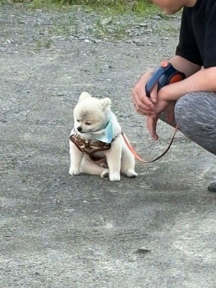 25 New Funny Animal Encounters Shared By This Page That Would Sound Fake If Not Caught On Camera