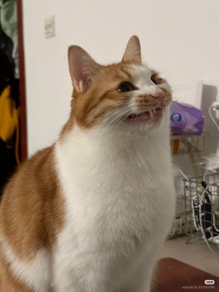 25 New Funny Animal Encounters Shared By This Page That Would Sound Fake If Not Caught On Camera