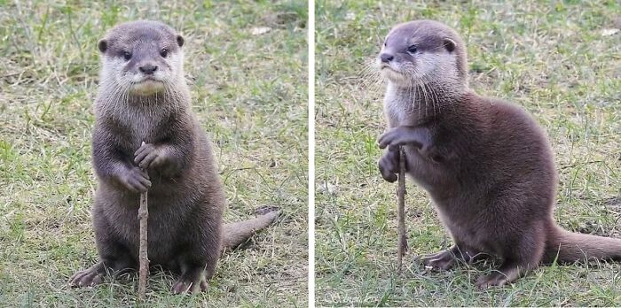 25 New Funny Animal Encounters Shared By This Page That Would Sound Fake If Not Caught On Camera