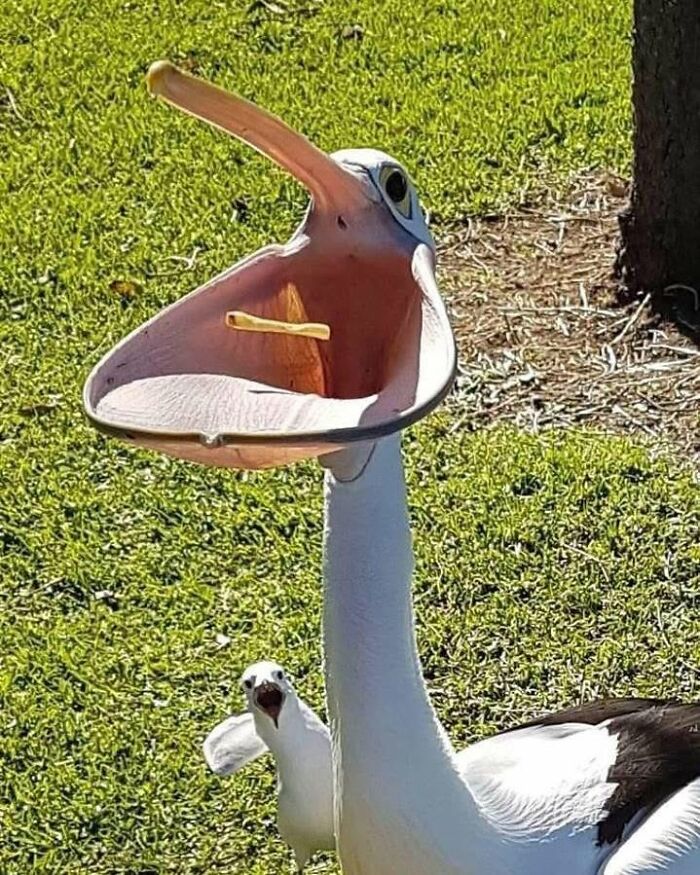 25 New Funny Animal Encounters Shared By This Page That Would Sound Fake If Not Caught On Camera