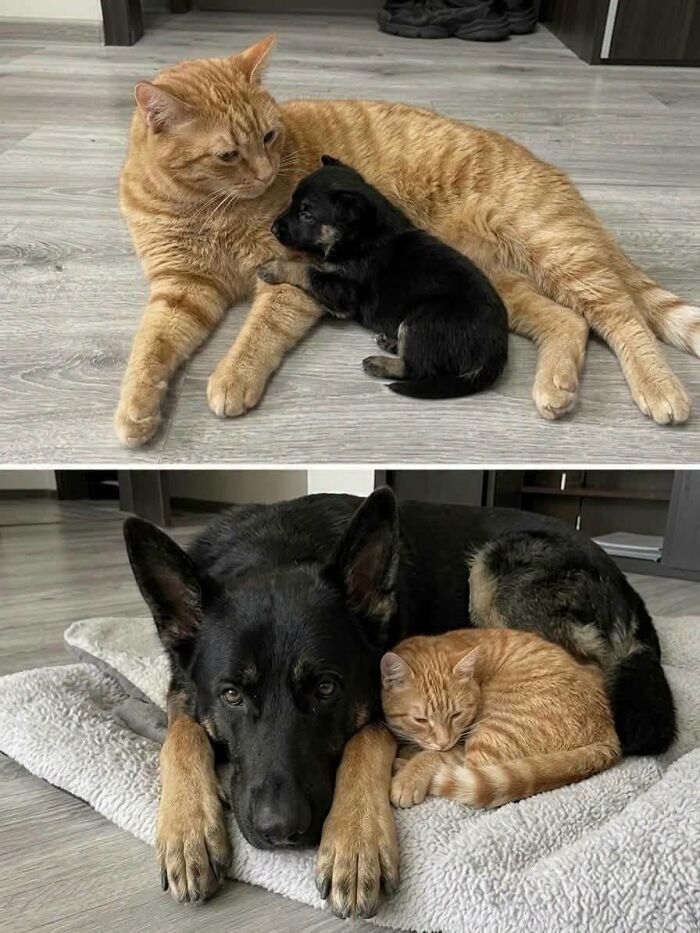 25 New Funny Animal Encounters Shared By This Page That Would Sound Fake If Not Caught On Camera