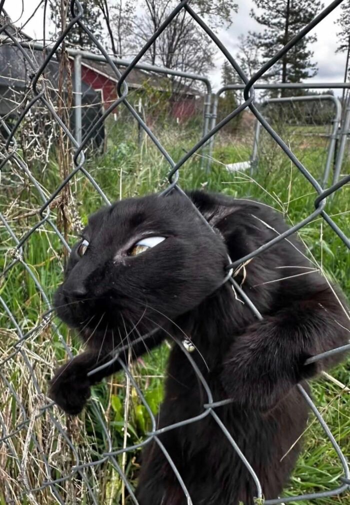 25 New Funny Animal Encounters Shared By This Page That Would Sound Fake If Not Caught On Camera