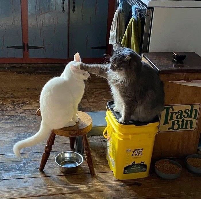 25 New Funny Animal Encounters Shared By This Page That Would Sound Fake If Not Caught On Camera
