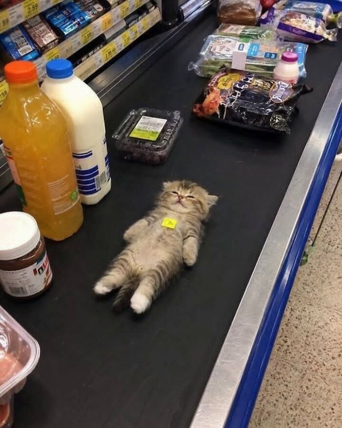 25 New Funny Animal Encounters Shared By This Page That Would Sound Fake If Not Caught On Camera