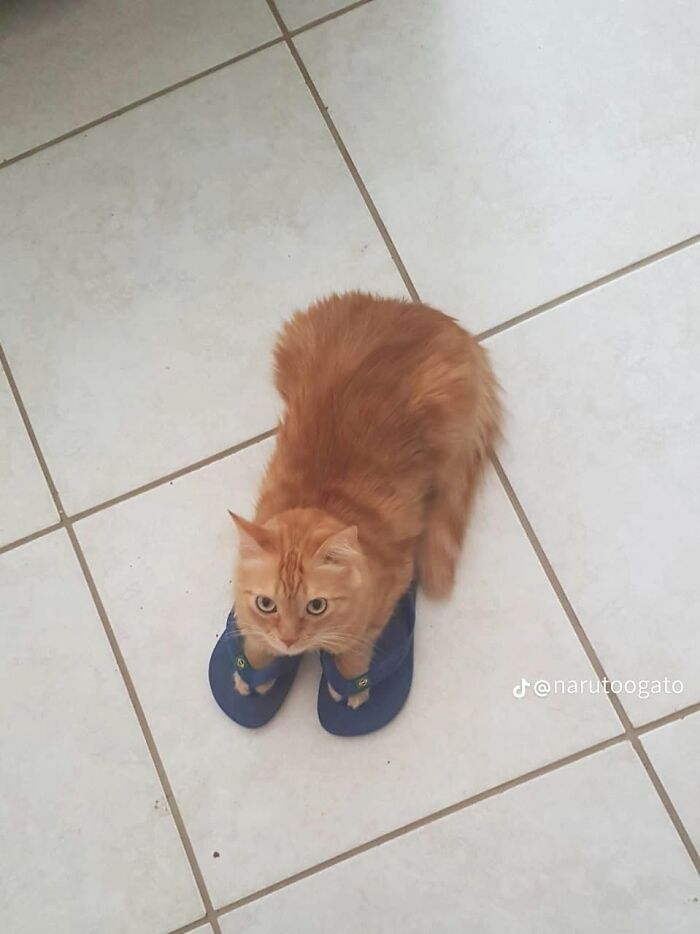 25 New Funny Animal Encounters Shared By This Page That Would Sound Fake If Not Caught On Camera