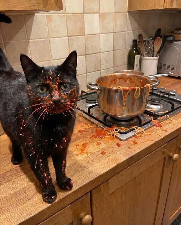 25 New Funny Animal Encounters Shared By This Page That Would Sound Fake If Not Caught On Camera