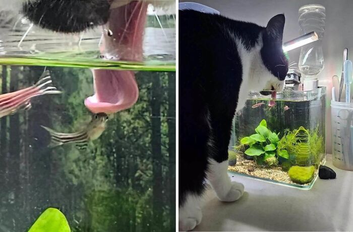 25 New Funny Animal Encounters Shared By This Page That Would Sound Fake If Not Caught On Camera