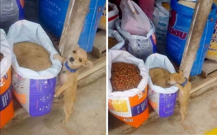 25 New Funny Animal Encounters Shared By This Page That Would Sound Fake If Not Caught On Camera