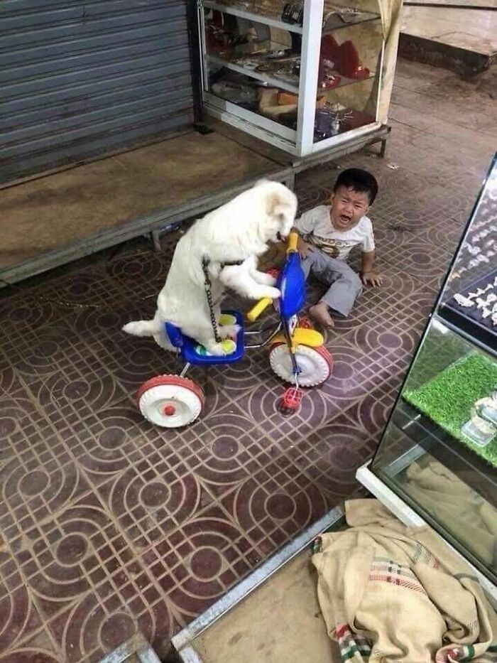 25 New Funny Animal Encounters Shared By This Page That Would Sound Fake If Not Caught On Camera