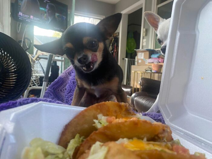 25 New Funny Animal Encounters Shared By This Page That Would Sound Fake If Not Caught On Camera