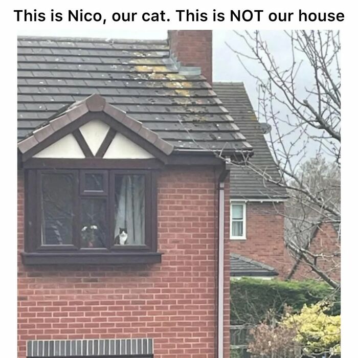 50 Cat Memes Shared By This Page That Perfectly Sum Up Life With A Tiny Four-Legged Menace 50 Cat Memes Shared By This Page That Perfectly Sum Up Life With A Tiny Four-Legged Menace
