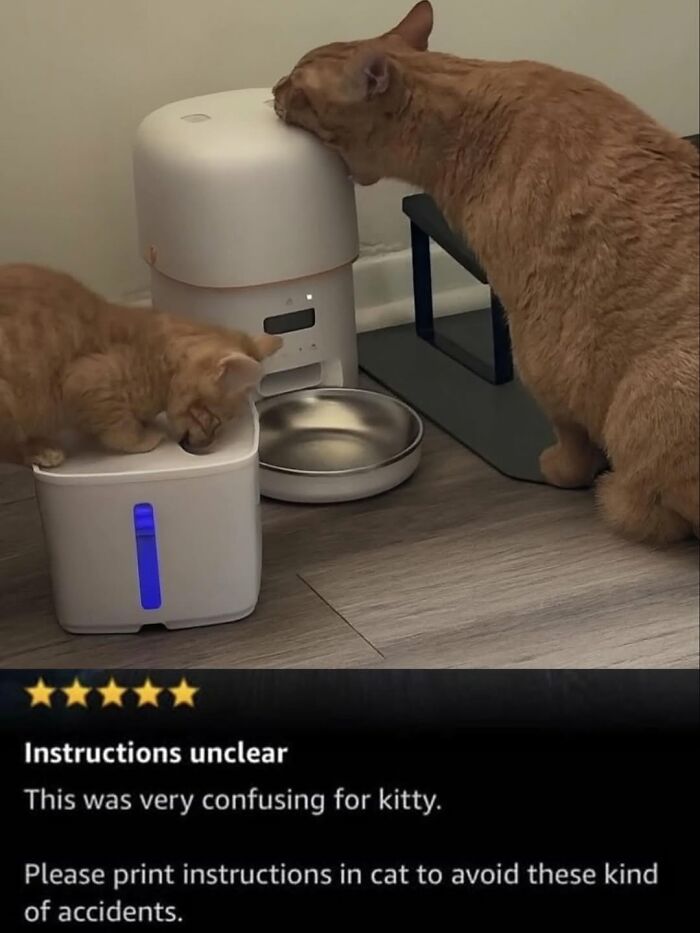 50 Cat Memes Shared By This Page That Perfectly Sum Up Life With A Tiny Four-Legged Menace 50 Cat Memes Shared By This Page That Perfectly Sum Up Life With A Tiny Four-Legged Menace