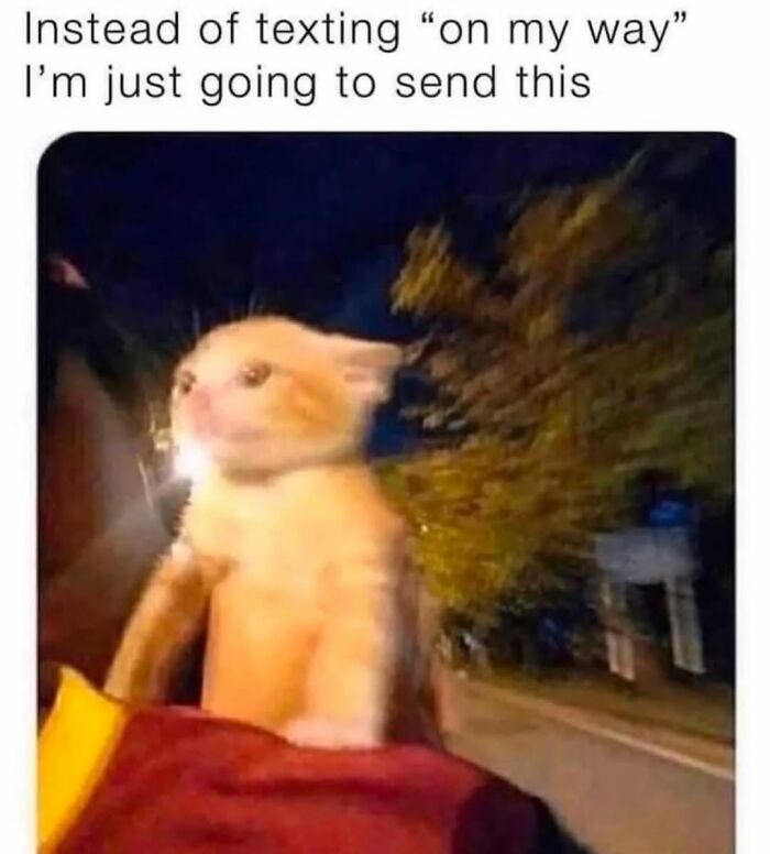 50 Cat Memes Shared By This Page That Perfectly Sum Up Life With A Tiny Four-Legged Menace 50 Cat Memes Shared By This Page That Perfectly Sum Up Life With A Tiny Four-Legged Menace