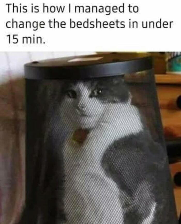 50 Cat Memes Shared By This Page That Perfectly Sum Up Life With A Tiny Four-Legged Menace 50 Cat Memes Shared By This Page That Perfectly Sum Up Life With A Tiny Four-Legged Menace