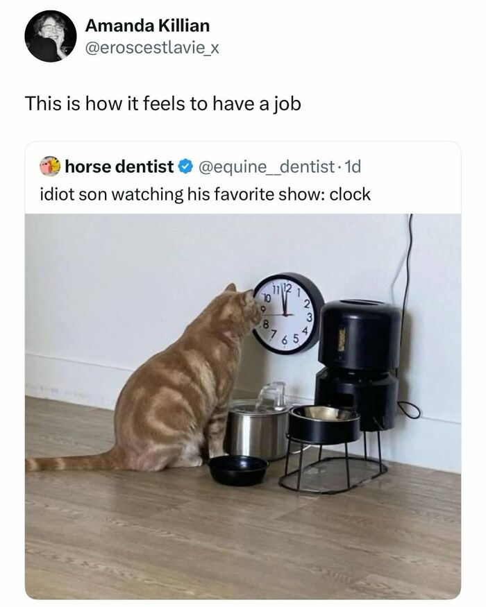 50 Cat Memes Shared By This Page That Perfectly Sum Up Life With A Tiny Four-Legged Menace 50 Cat Memes Shared By This Page That Perfectly Sum Up Life With A Tiny Four-Legged Menace