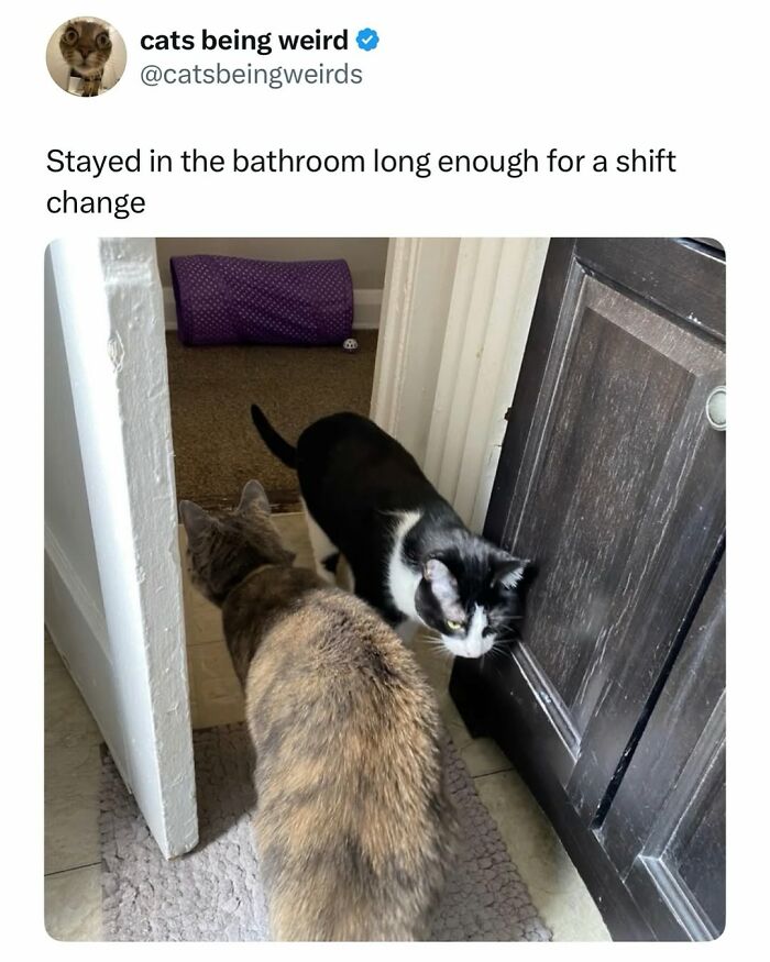 50 Cat Memes Shared By This Page That Perfectly Sum Up Life With A Tiny Four-Legged Menace 50 Cat Memes Shared By This Page That Perfectly Sum Up Life With A Tiny Four-Legged Menace