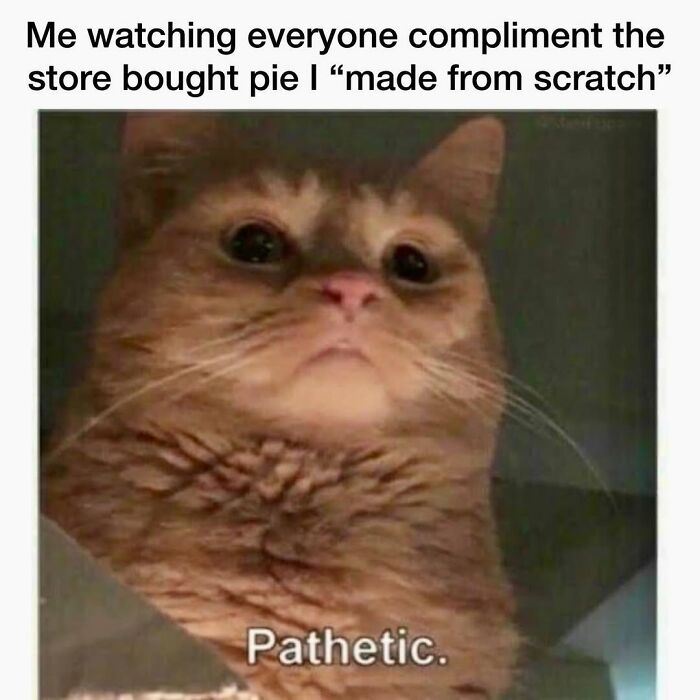 50 Cat Memes Shared By This Page That Perfectly Sum Up Life With A Tiny Four-Legged Menace 50 Cat Memes Shared By This Page That Perfectly Sum Up Life With A Tiny Four-Legged Menace