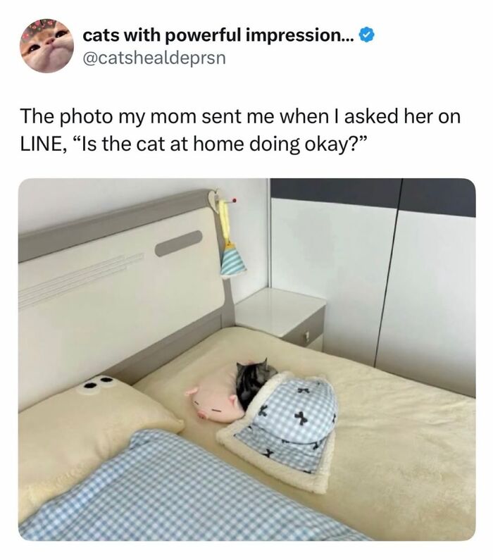 50 Cat Memes Shared By This Page That Perfectly Sum Up Life With A Tiny Four-Legged Menace 50 Cat Memes Shared By This Page That Perfectly Sum Up Life With A Tiny Four-Legged Menace