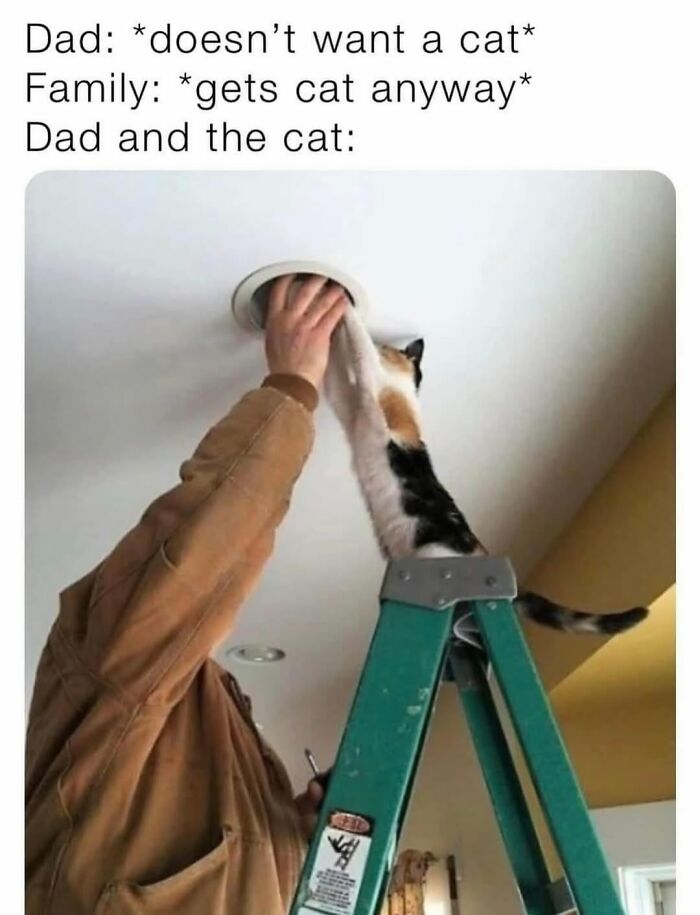 50 Cat Memes Shared By This Page That Perfectly Sum Up Life With A Tiny Four-Legged Menace 50 Cat Memes Shared By This Page That Perfectly Sum Up Life With A Tiny Four-Legged Menace