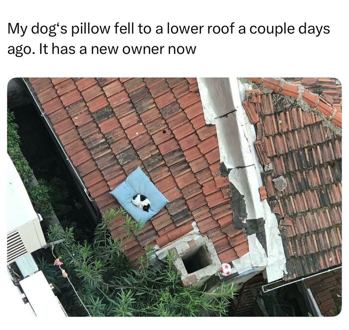 50 Cat Memes Shared By This Page That Perfectly Sum Up Life With A Tiny Four-Legged Menace 50 Cat Memes Shared By This Page That Perfectly Sum Up Life With A Tiny Four-Legged Menace