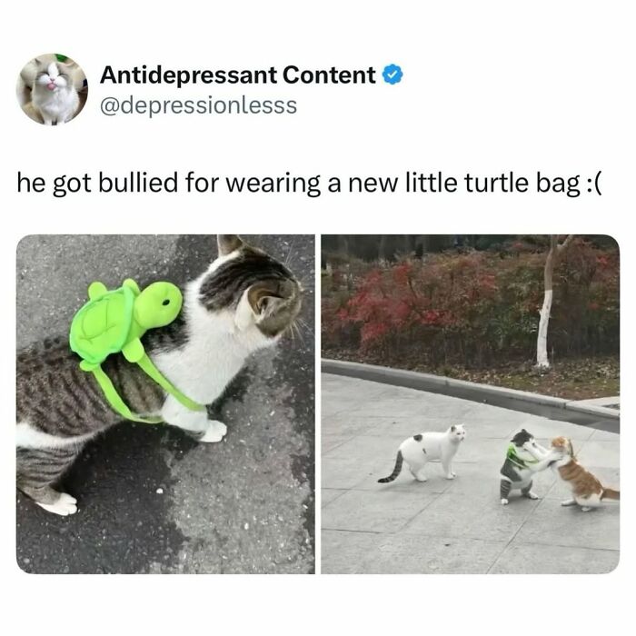 50 Cat Memes Shared By This Page That Perfectly Sum Up Life With A Tiny Four-Legged Menace 50 Cat Memes Shared By This Page That Perfectly Sum Up Life With A Tiny Four-Legged Menace