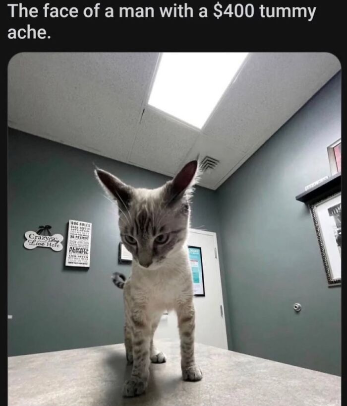 50 Cat Memes Shared By This Page That Perfectly Sum Up Life With A Tiny Four-Legged Menace 50 Cat Memes Shared By This Page That Perfectly Sum Up Life With A Tiny Four-Legged Menace