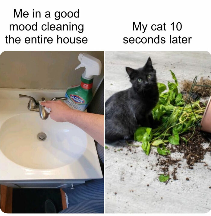 50 Cat Memes Shared By This Page That Perfectly Sum Up Life With A Tiny Four-Legged Menace 50 Cat Memes Shared By This Page That Perfectly Sum Up Life With A Tiny Four-Legged Menace