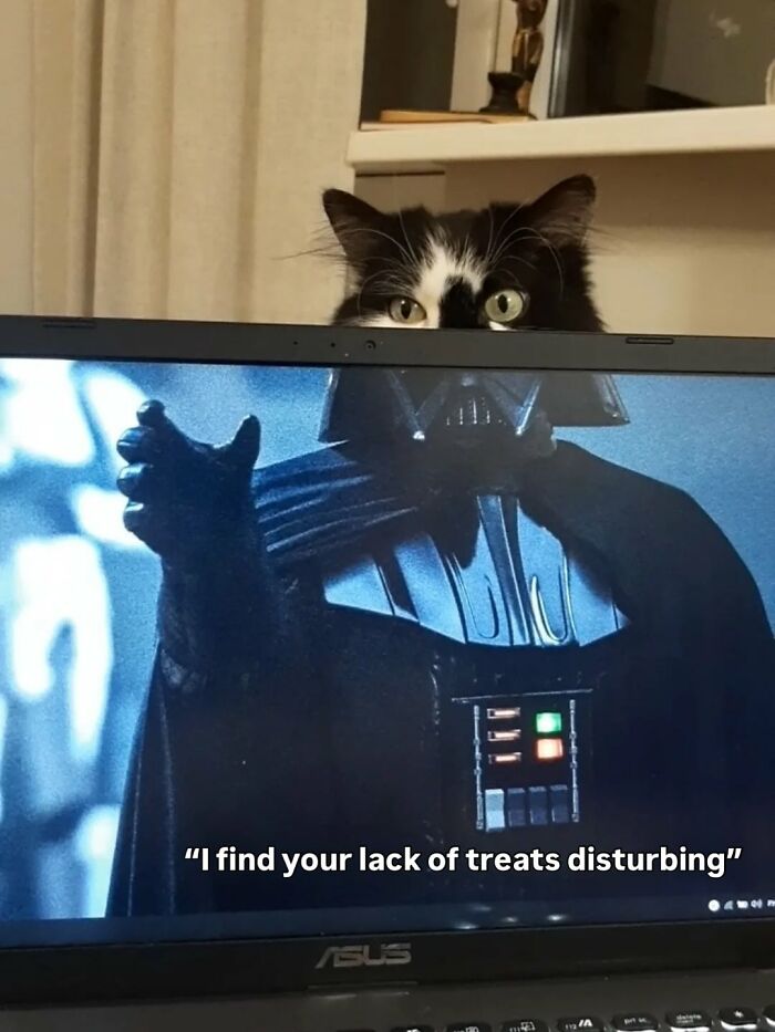 50 Cat Memes Shared By This Page That Perfectly Sum Up Life With A Tiny Four-Legged Menace 50 Cat Memes Shared By This Page That Perfectly Sum Up Life With A Tiny Four-Legged Menace