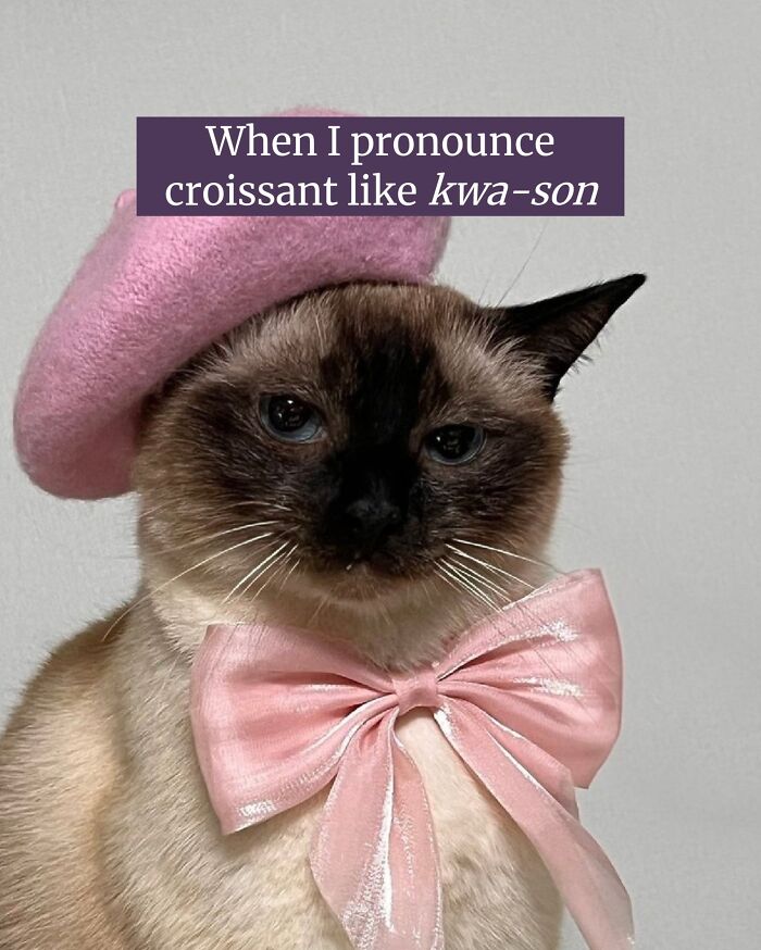 50 Cat Memes Shared By This Page That Perfectly Sum Up Life With A Tiny Four-Legged Menace 50 Cat Memes Shared By This Page That Perfectly Sum Up Life With A Tiny Four-Legged Menace