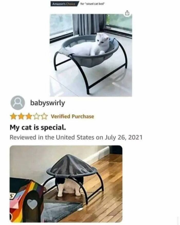 50 Cat Memes Shared By This Page That Perfectly Sum Up Life With A Tiny Four-Legged Menace 50 Cat Memes Shared By This Page That Perfectly Sum Up Life With A Tiny Four-Legged Menace