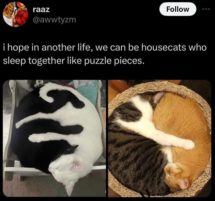 50 Cat Memes Shared By This Page That Perfectly Sum Up Life With A Tiny Four-Legged Menace 50 Cat Memes Shared By This Page That Perfectly Sum Up Life With A Tiny Four-Legged Menace